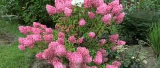 Hydrangea Diamond Rouge. Photos and descriptions, varieties, planting and care, reviews 