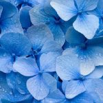 blue hydrangea