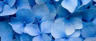 blue hydrangea