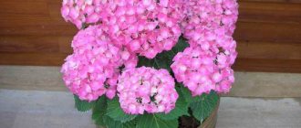 Indoor hydrangea: methods of propagation, proper care and possible problems during cultivation