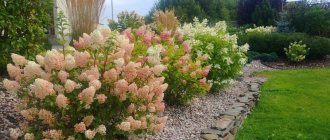 “Hydrangea: planting and care” photo - widen 960 crop 1000 750 0 0 q90 1766681 bcc322ee316b6b99c7030ecc2 800x600