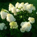 Hydrangea silver dollar photo