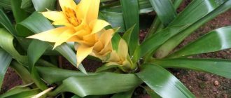 Guzmania has foliage whose bases overlap each other