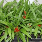 Guzmania