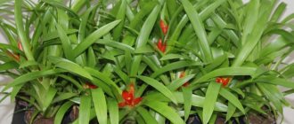 Guzmania