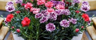 Carnation Lilipot - growing from seeds, care, planting, wintering