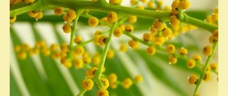 Hamedorea blooms