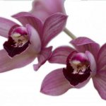 Characteristics of burgundy orchid