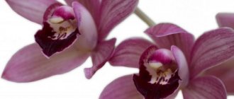 Characteristics of burgundy orchid