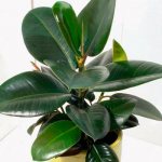 Characteristics of the ficus plant. Ficus rubbery 