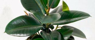 Characteristics of the ficus plant. Ficus rubbery 