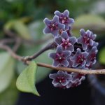 Hoya flower signs and superstitions