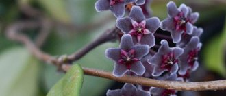 Hoya flower signs and superstitions