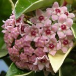 Hoya carnosa variegata