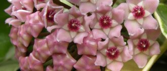 Hoya carnosa variegata