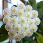 Hoya lacunosa photo