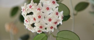 Hoya Matilda photo