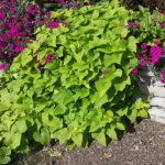 Morning glory sweet potato - what it is, varieties, growing conditions, planting and care features