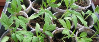 Iodine for tomato seedlings