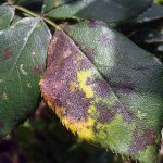 How to deal with black spot on roses