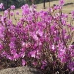 How wild rosemary blooms