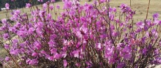 How wild rosemary blooms