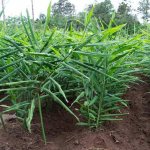 How farmers grow ginger