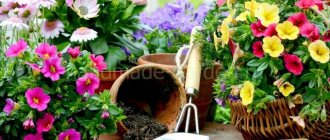 How and when to replant home flowers