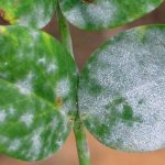 How to get rid of white plaque on leaves