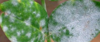 How to get rid of white plaque on leaves