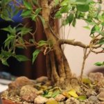 How to prune ficus benjamina at home