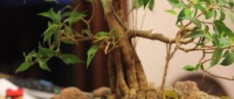 How to prune ficus benjamina at home