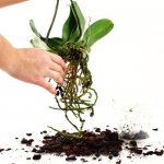 How to replant an orchid at home