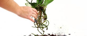 How to replant an orchid at home