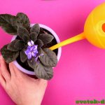 how to water violets