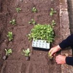 How to plant matthiola in the ground