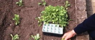 How to plant matthiola in the ground