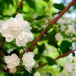 how to plant jasmine in spring