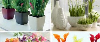 How to choose the right flower pot