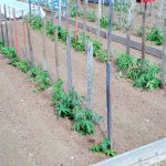 how to properly grow seedlings of any vegetables - planting tomatoes in open ground