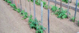 how to properly grow seedlings of any vegetables - planting tomatoes in open ground