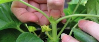 How to pinch geraniums to make them grow thicker