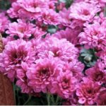 How to extend the life of chrysanthemums?