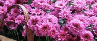 How to extend the life of chrysanthemums?