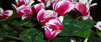 How cyclamen blooms