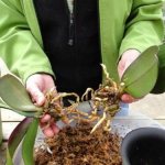 how to plant an orchid