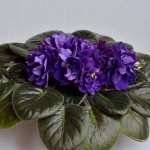 How-a-black-pearl-violet-grows-photo