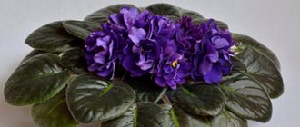 How-a-black-pearl-violet-grows-photo