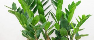 How Zamioculcas grows photo