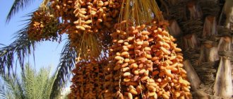 How dates grow, where, photos on trees, how to grow a palm tree from a seed